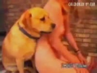 Curvy blonde babe got banged in dog porn tube